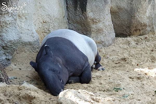 泰國塞福瑞動物園Safari World49.jpg