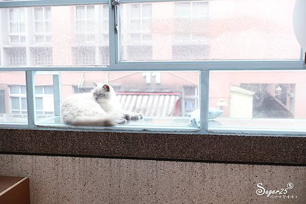 宜蘭貓的生活提案31.jpg