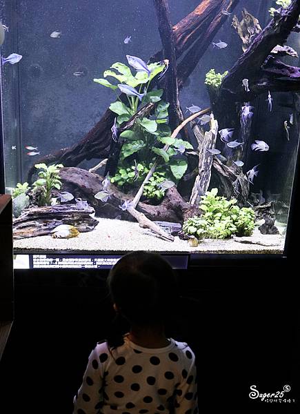 桃園下午茶虎咖啡35.jpg 桃園下午茶虎咖啡35.jpg