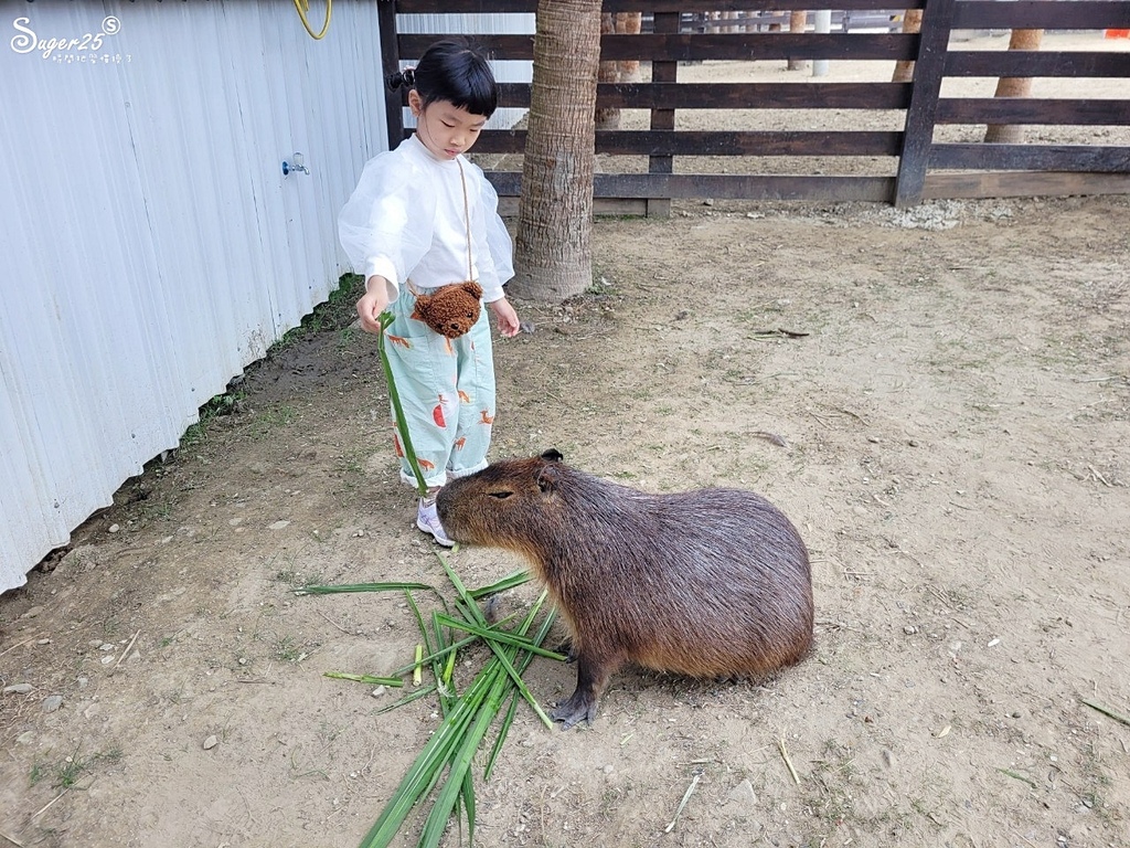 新竹廢物媽媽農場17.jpg