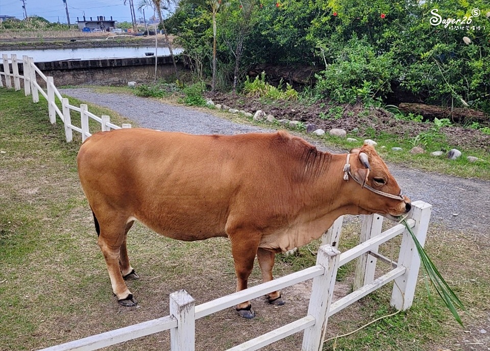 牛頭司體驗農場5.jpg