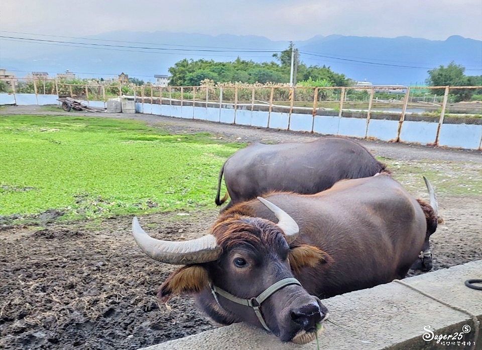 牛頭司體驗農場7.jpg