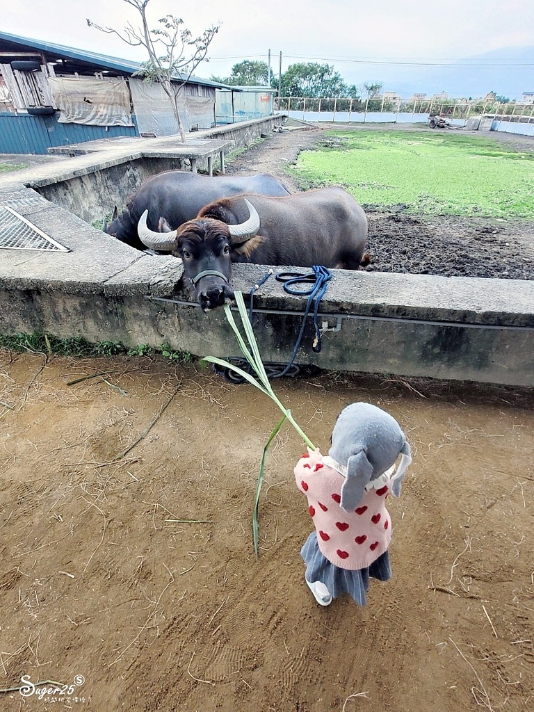 牛頭司體驗農場12.jpg