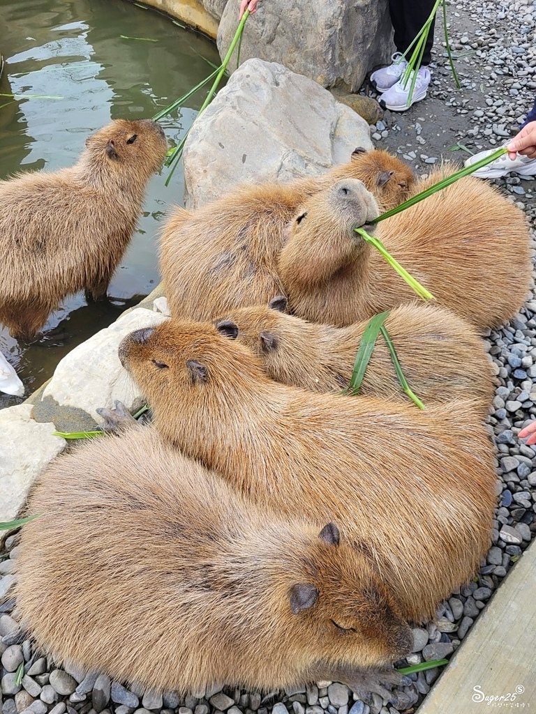 宜蘭蘭陽動植物王國9.jpg