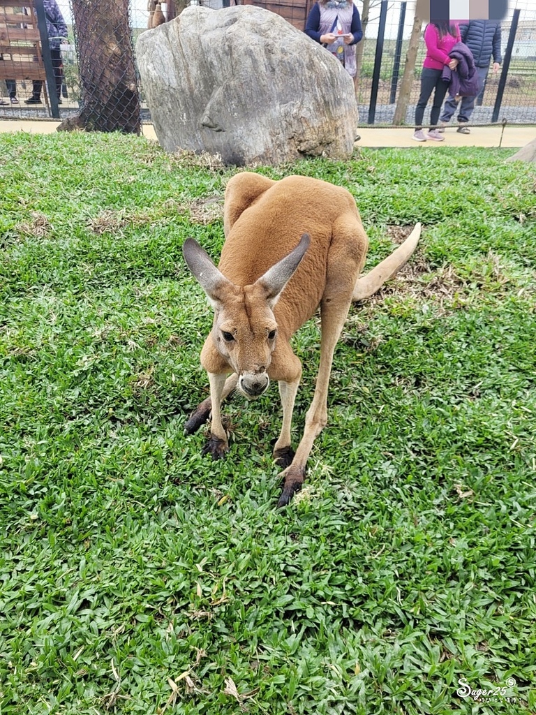 宜蘭蘭陽動植物王國20.jpg