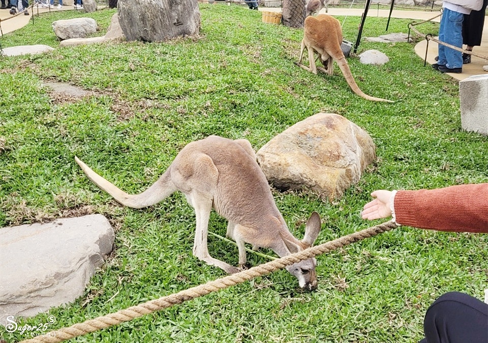 宜蘭蘭陽動植物王國30.jpg