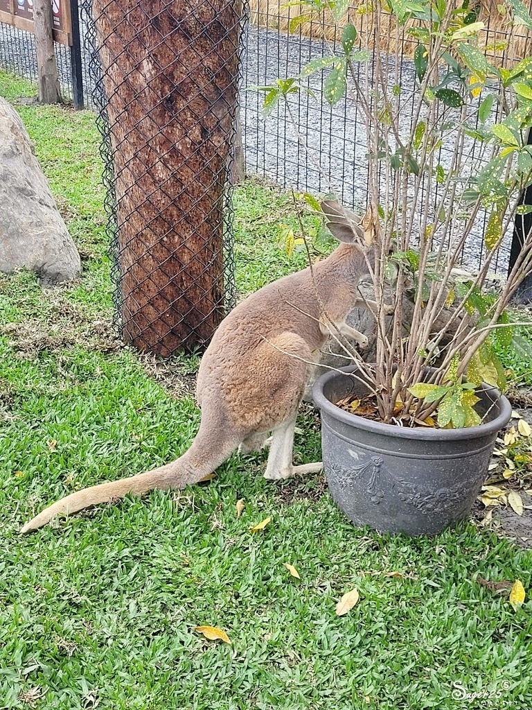 宜蘭蘭陽動植物王國29.jpg