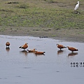 瀆鳧/小白鷺