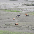 瀆鳧/小白額雁