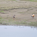 瀆鳧/小白額雁