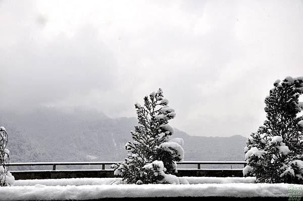 堆著雪的京昆高速行道樹