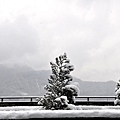 堆著雪的京昆高速行道樹