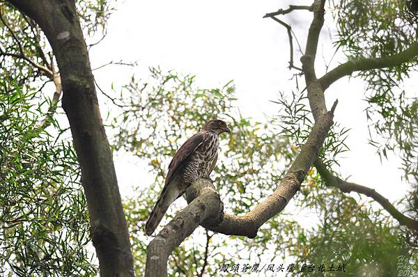 鳳頭蒼鷹(亞成鳥)