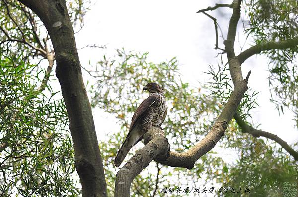 鳳頭蒼鷹(亞成鳥)