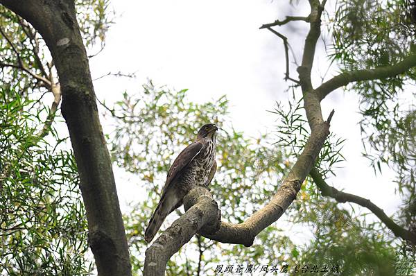 鳳頭蒼鷹(亞成鳥)