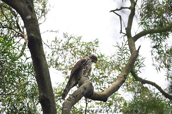 鳳頭蒼鷹(亞成鳥)