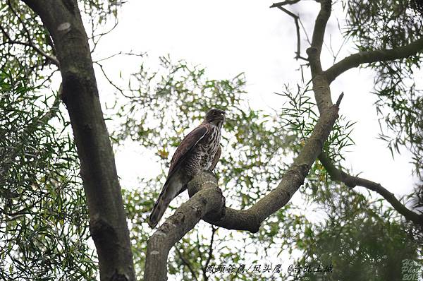 鳳頭蒼鷹(亞成鳥)