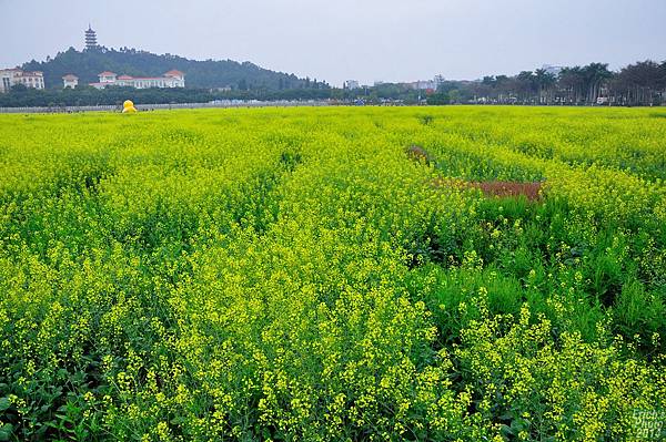 蓮湖油菜花田