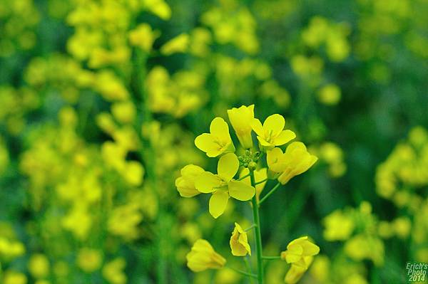 油菜花