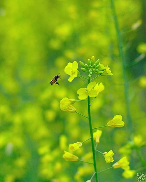 油菜花