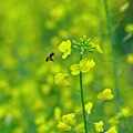 油菜花