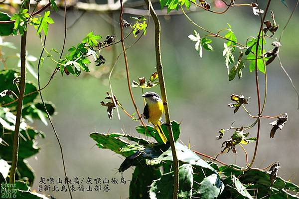 灰喉山椒鳥