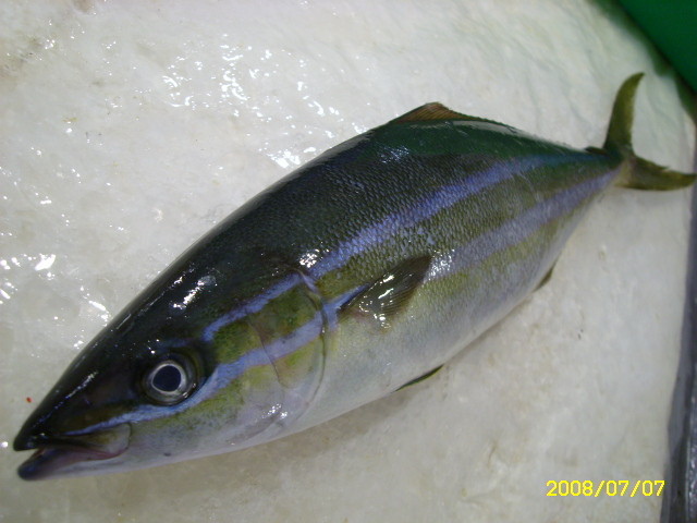 魚介篇 紡錘鰤 魚介料理知惠袋 痞客邦 魚介篇 紡錘鰤 魚介料理知惠袋 痞客邦