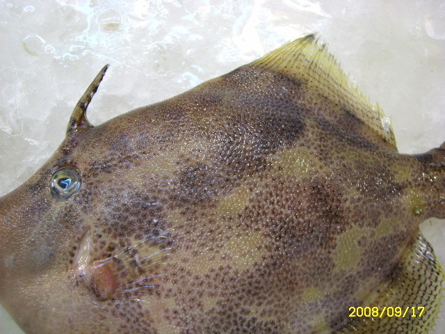 剝皮魚日文 Johan Vert