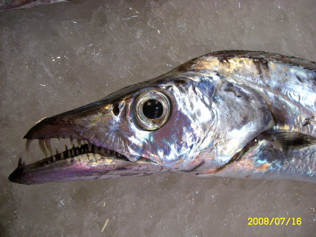 魚介篇 太刀魚 魚介料理知惠袋 痞客邦