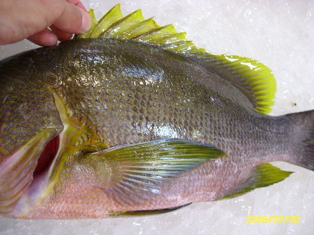 魚介篇 海雞母 魚介料理知惠袋 痞客邦