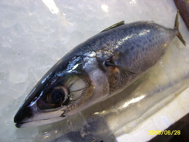 魚介篇 花腹青花 魚介料理知惠袋 痞客邦 魚介篇 花腹青花 魚介料理知惠袋 痞客邦