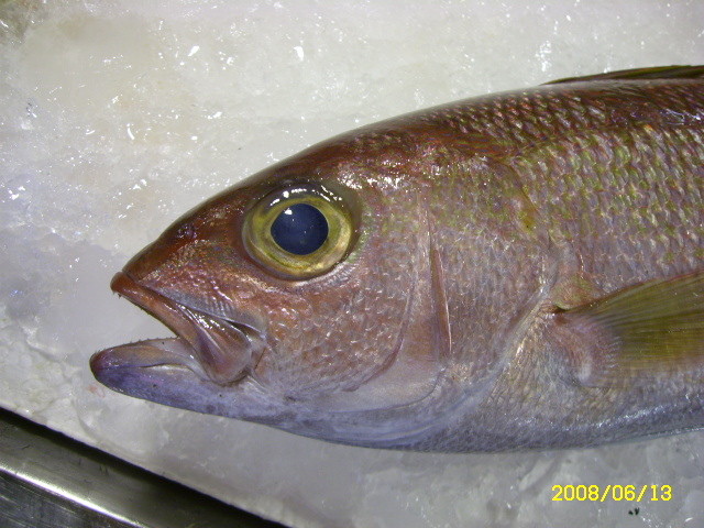 魚介篇 姬鯛 魚介料理知惠袋 痞客邦