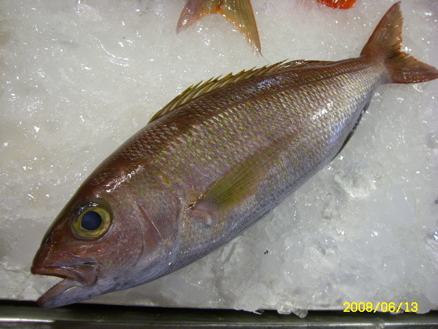 魚介篇 姬鯛 魚介料理知惠袋 痞客邦