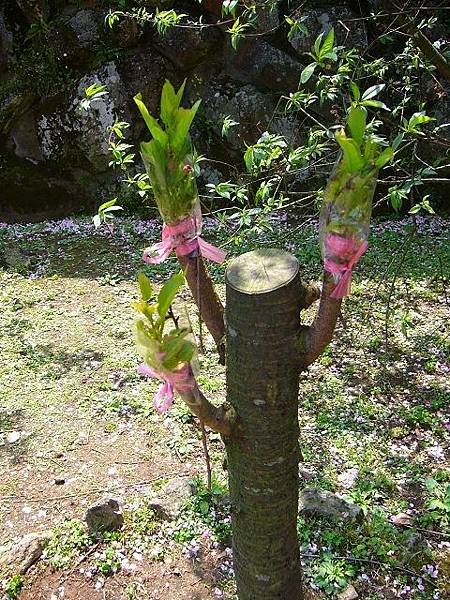 山櫻花插枝吉野櫻