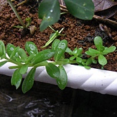06-1白花馬齒莧.JPG 06-1白花馬齒莧.JPG