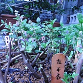 左手香開花!.JPG 左手香開花!.JPG