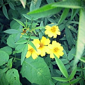 芳香萬壽菊 芳香萬壽菊