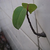 植物的超能力03.JPG 植物的超能力03.JPG