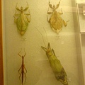 昆蟲標本-擬態區