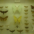 昆蟲標本-蝴蝶區清晰版