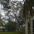 地震公園的一顆大樹~是地震時留下來的~還是新種的呢?