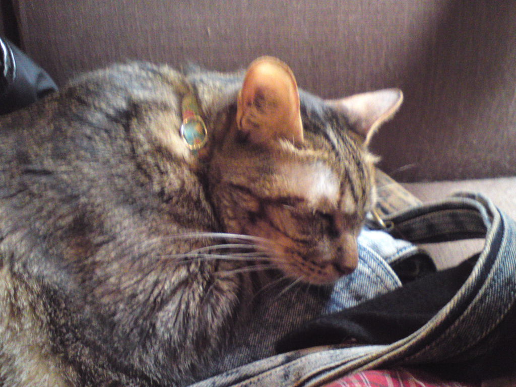 DSC04038 DSC04038