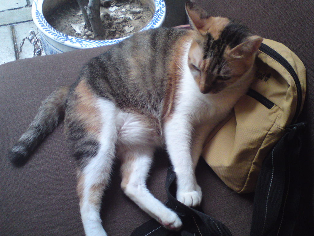 DSC04060 DSC04060