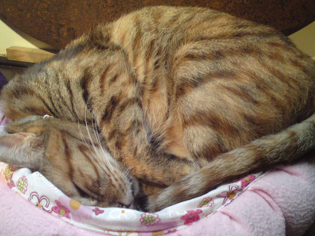 DSC04088 DSC04088