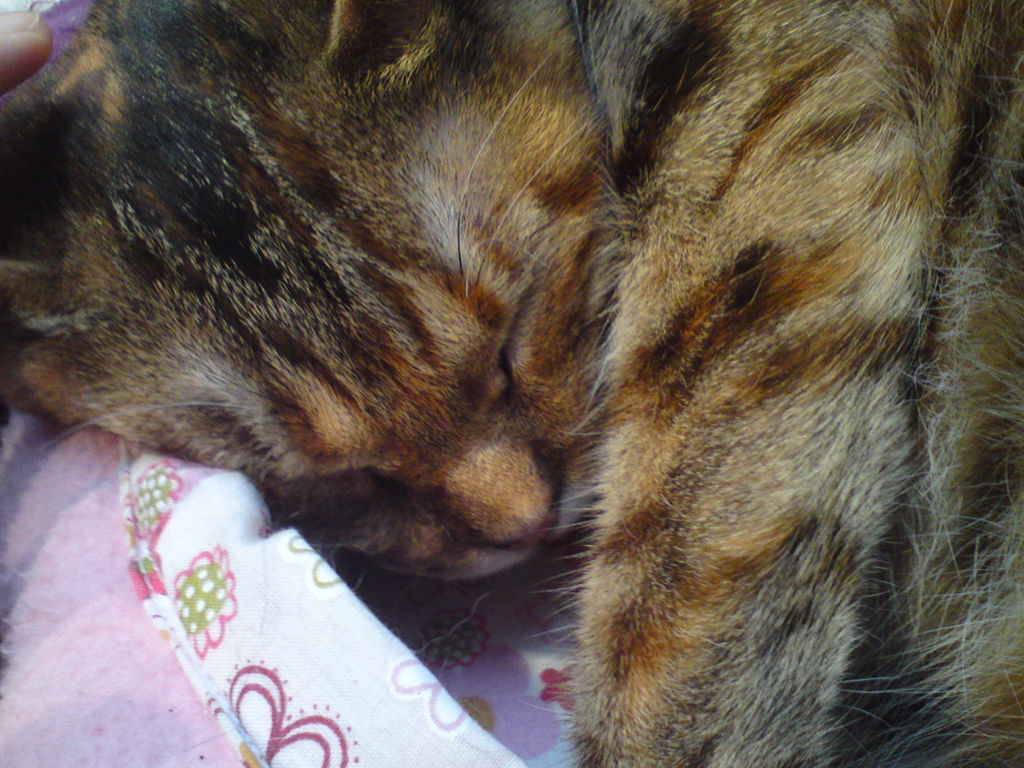 DSC04090 DSC04090