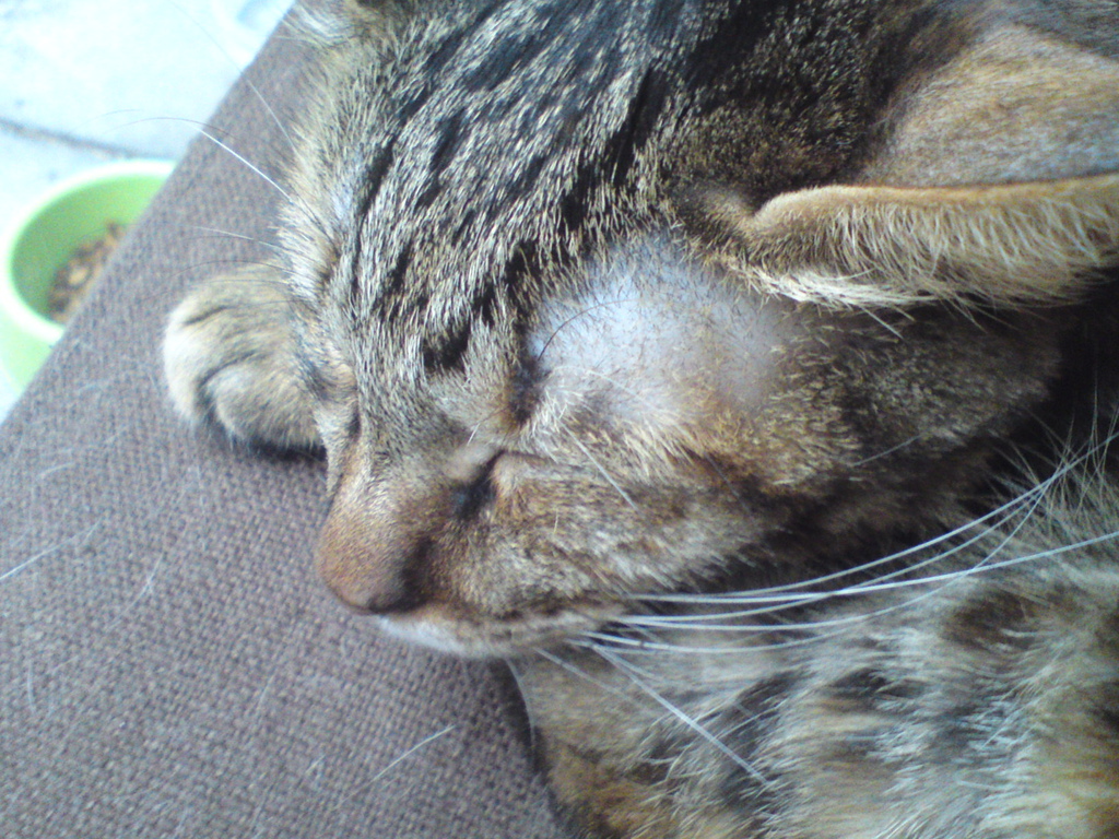 DSC04127 DSC04127