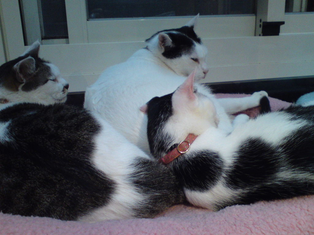 DSC04168 DSC04168