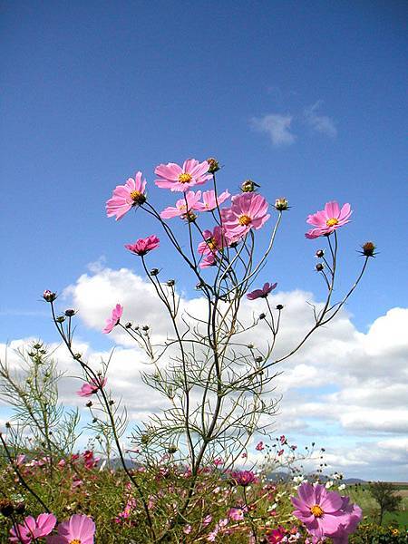 hokkaido2004100318