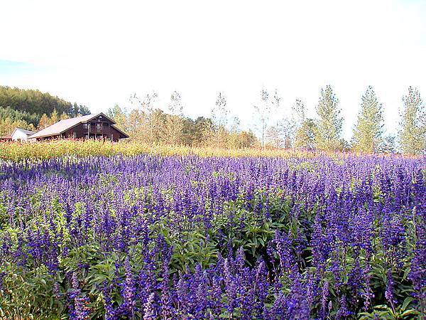 hokkaido2004100334