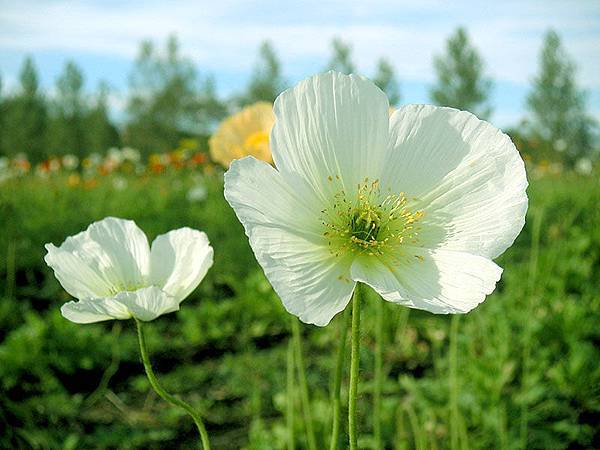 hokkaido2004100346